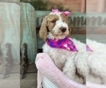 Small Photo #11 Goldendoodle Puppy For Sale in SHERMAN, TX, USA