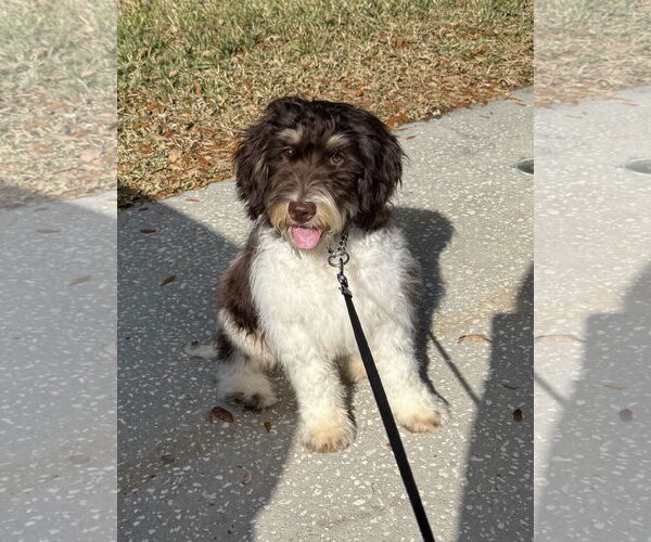 Medium Photo #2 Aussiedoodle Puppy For Sale in Valrico, FL, USA