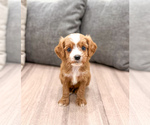 Puppy Dasher Cavapoo (Miniature)