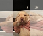 Small Photo #15 Labrador Retriever Puppy For Sale in GIG HARBOR, WA, USA