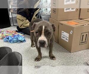 American Bulldog-Unknown Mix Dogs for adoption in Pasadena, TX, USA