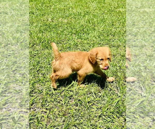 Medium Photo #3 Golden Retriever Puppy For Sale in RICHARDS, TX, USA