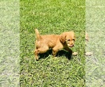 Small #2 Golden Retriever