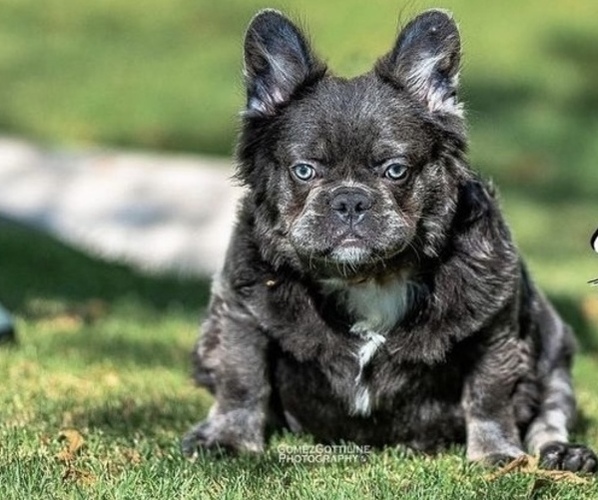 Medium Photo #1 French Bulldog Puppy For Sale in DEWEY, AZ, USA