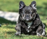 Small Photo #1 French Bulldog Puppy For Sale in DEWEY, AZ, USA