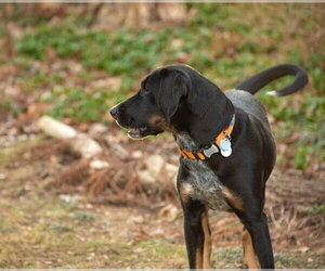 Black and Tan Coonhound-Unknown Mix Dogs for adoption in Derwood, MD, USA