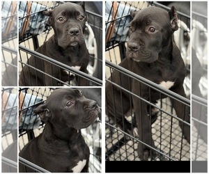Cane Corso Puppy for Sale in ANDERSON, Indiana USA