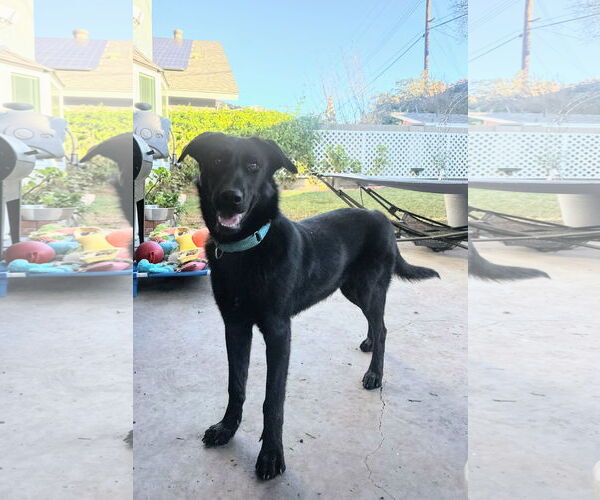 Medium Photo #2 Labrador Retriever-Unknown Mix Puppy For Sale in San Diego, CA, USA