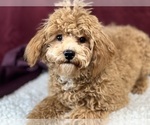 Image preview for Ad Listing. Nickname: Elliott