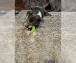 Small #2 Staffordshire Bull Terrier Mix