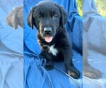Small Photo #7 Border Collie-Golden Retriever Mix Puppy For Sale in PALM COAST, FL, USA