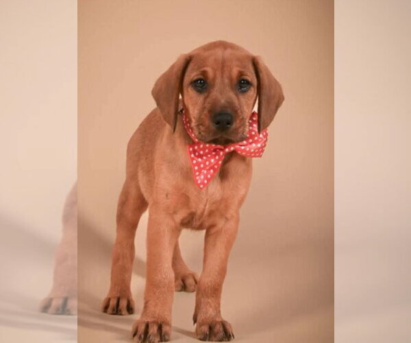 Medium Photo #2 Doberman Pinscher-Unknown Mix Puppy For Sale in Buffalo, MN, USA