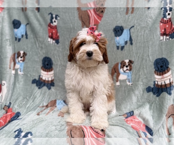 Medium Photo #3 Cavapoo (Miniature) Puppy For Sale in LAKELAND, FL, USA