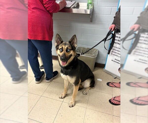 Medium Photo #1 German Shepherd Dog-Unknown Mix Puppy For Sale in Stockton, CA, USA