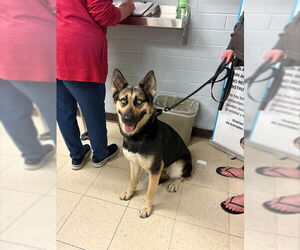 German Shepherd Dog-Unknown Mix Dogs for adoption in Stockton, CA, USA