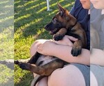 Small #19 Belgian Malinois