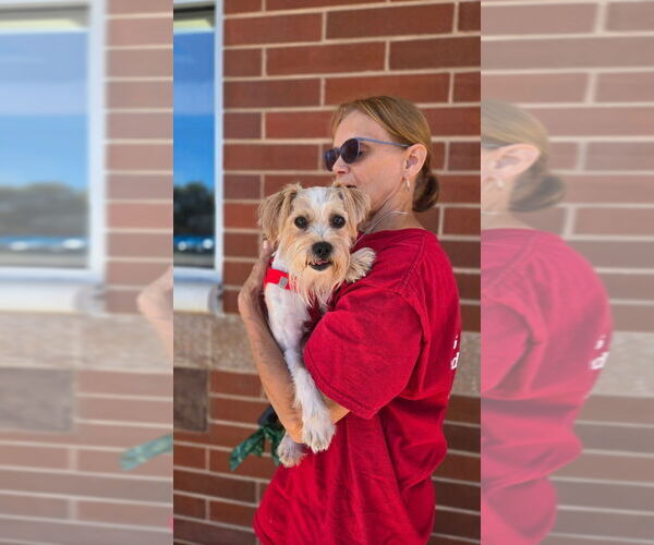 Medium Photo #4 Mutt Puppy For Sale in Caldwell, NJ, USA