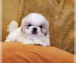Small Photo #3 Pekingese Puppy For Sale in SMITHFIELD, NC, USA