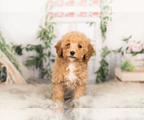 Medium Photo #7 Goldendoodle-Poodle (Miniature) Mix Puppy For Sale in WARSAW, IN, USA