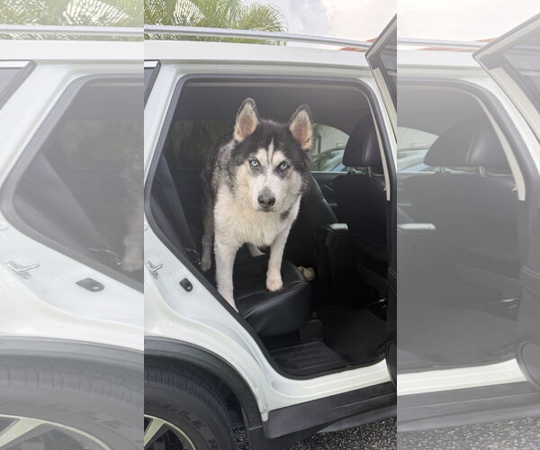 Medium Photo #3 Alaskan Malamute-Unknown Mix Puppy For Sale in Miami, FL, USA