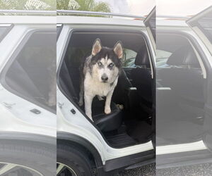 COURTESY POST: Loki - Male Alaskan Malamute-Unknown Mix Dog for Adoption - Photo #3