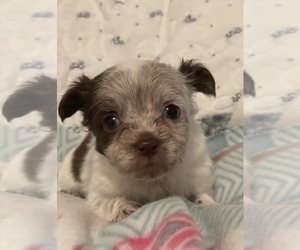 Chihuahua Puppy for sale in LYNCHBURG, VA, USA