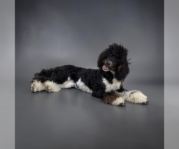 Medium Photo #1 Poodle (Standard) Puppy For Sale in FAIRVIEW, TN, USA