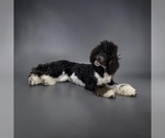 Small Poodle (Standard)