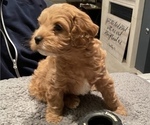 Small Photo #2 Cavapoo Puppy For Sale in CEDAR PARK, TX, USA