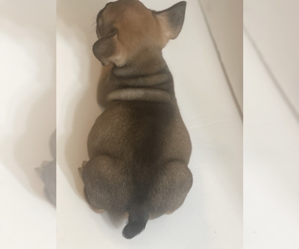 Medium Photo #3 French Bulldog Puppy For Sale in NEW PORT RICHEY, FL, USA