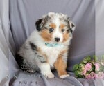 Small Photo #4 Miniature Australian Shepherd Puppy For Sale in REBERSBURG, PA, USA