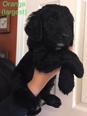 Goldendoodle Puppy for sale in MC KENNEY, VA, USA