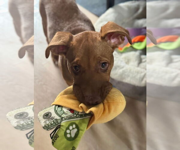 Medium Photo #2 American Pit Bull Terrier-Unknown Mix Puppy For Sale in Germantown, OH, USA