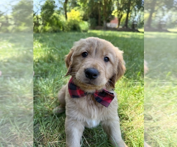Medium Photo #16 Golden Retriever Puppy For Sale in BATTLE GROUND, WA, USA