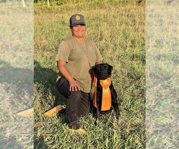 Medium Photo #15 Labrador Retriever Puppy For Sale in FARGO, ND, USA