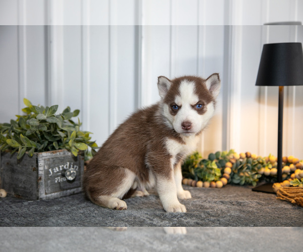 Medium Photo #25 Siberian Husky Puppy For Sale in SHREVE, OH, USA