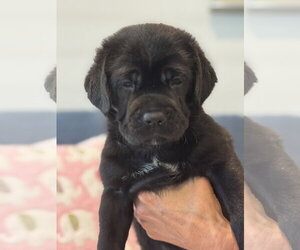 Charlotte's Puppy Lily - Female Labrador Retriever-Unknown Mix Dog for Adoption - Photo #3