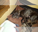 Small Photo #2 Plott Hound Puppy For Sale in MIDVALE, UT, USA