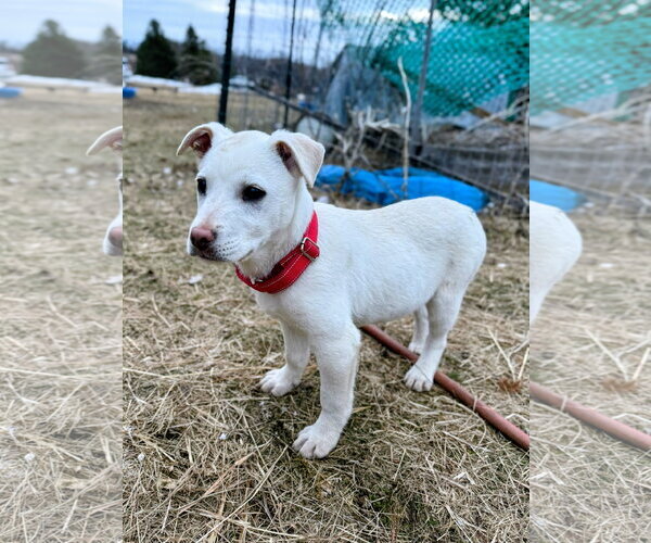 Medium Photo #5 Mutt Puppy For Sale in Cottage Grove, MN, USA