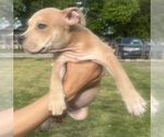 Small Photo #44 American Bully Puppy For Sale in LAKE STATION, IN, USA