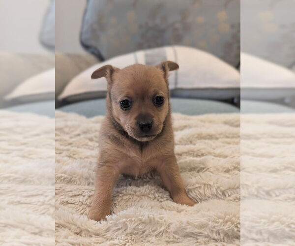 Medium Photo #1 Chiweenie Puppy For Sale in Raleigh, NC, USA