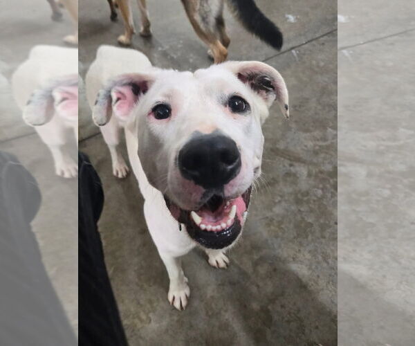 Medium Photo #16 Boxer-Unknown Mix Puppy For Sale in Germantown, OH, USA