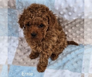 Poodle (Toy) Puppy for sale in CHARLOTTE HALL, MD, USA