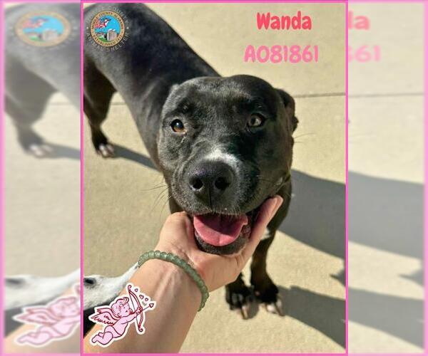 Medium Photo #3 Labrador Retriever-Unknown Mix Puppy For Sale in Mobile, AL, USA