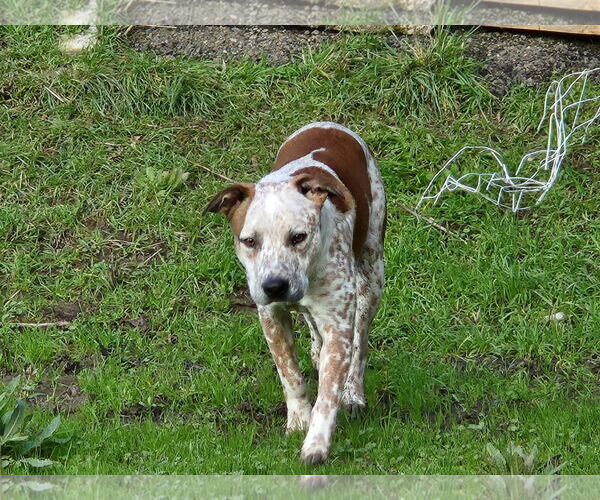 Medium Photo #3 Boston Terrier-Texas Heeler Mix Puppy For Sale in Woodland, CA, USA