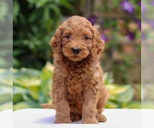 Goldendoodle Puppy for sale in EAST EARL, PA, USA