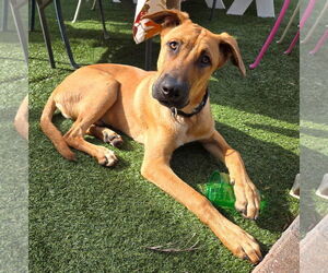 Mutt Dogs for adoption in Royal Palm Beach, FL, USA