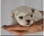 Small #3 Maltese