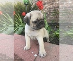 Small Pug