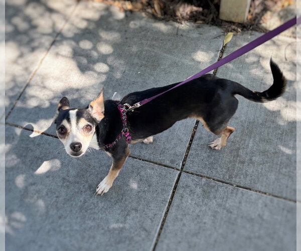 Medium Photo #3 Chihuahua-Unknown Mix Puppy For Sale in Pittsburg, CA, USA